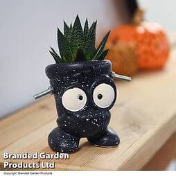Halloween Succulent in Baby Frankie Pot