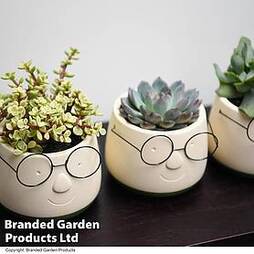 Succulents Mix In Pot With Face And Glasses