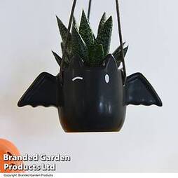 Halloween Succulent in Flappy Pot