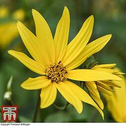 Sunflower maximiliani 'Early Bird'