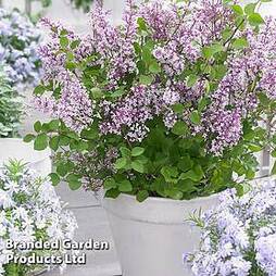 Syringa meyeri 'Flowerfesta' Purple'