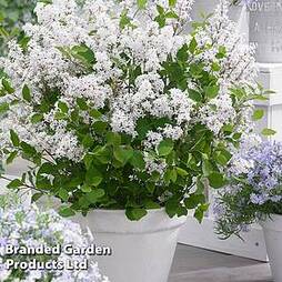 Syringa meyeri 'Flowerfesta' White'