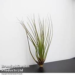 Tillandsia melanocrater tricolor (House Plant)