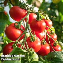 Tomato 'Shirley' F1 Hybrid - Seeds