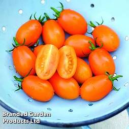 Tomato 'Orange Beauty'