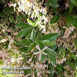 Trachelospermum jasminoides 'Star of Milano'