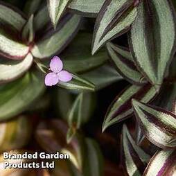 Tradescantia zebrina (House Plant)