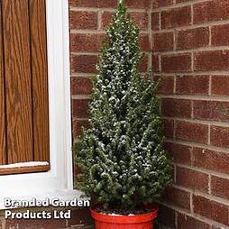 Potted Christmas Tree - Picea Perfecta - Gift