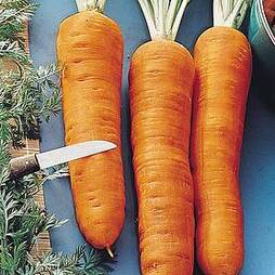 Carrot 'Autumn King' (Start-A-Garden™ Range)