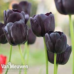 Tulip 'Black Satin'