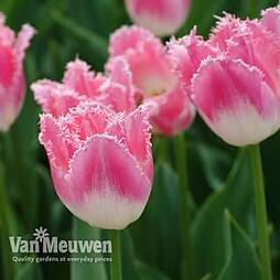Tulip 'Pink Fountain'
