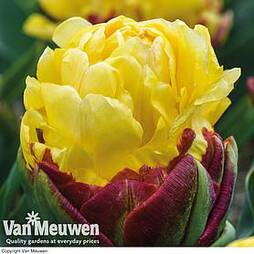 Tulip 'Ice Cream Yellow'