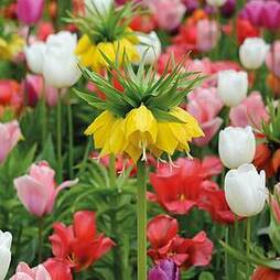 Tulip & Fritillaria Bulb Mix