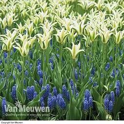 Tulip and Muscari 'Blue and White Mix'