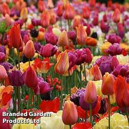 Tulip 'Spring Colours Mix'