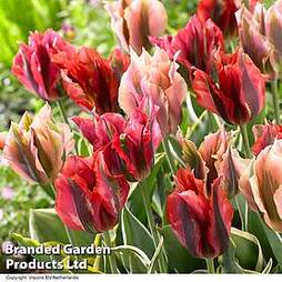 Tulip 'Viridiflora Mix'