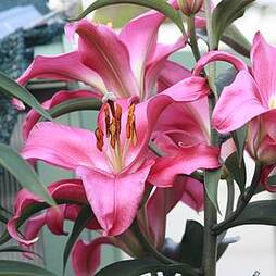 Tree Lily 'Pink Explosion'