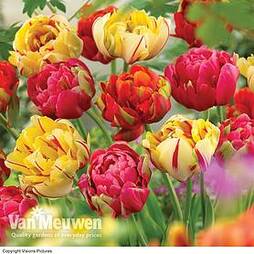 Tulip 'Colour Carnival'
