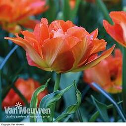 Tulip 'Exotic Orange'
