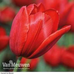 Tulip 'Red Sensation'