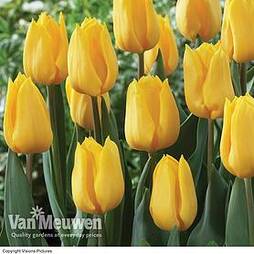 Tulip 'Yellow Flight'
