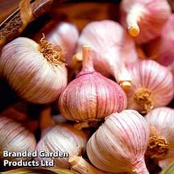 Garlic Lovers Collection (Autumn Planting)