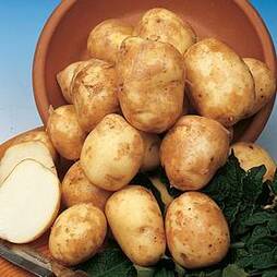 Potato 'Pentland Javelin'