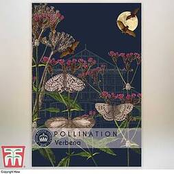 Verbena bonariensis - Kew Pollination Collection