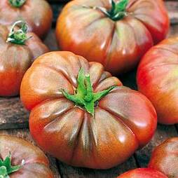 Tomato 'Noir De Crimee' (Grafted)