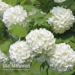 Viburnum opulus