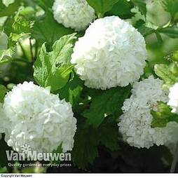 Viburnum opulus 'Roseum'