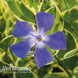 Vinca major 'Variegata'