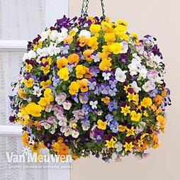 Viola 'Teardrops Mixed' (Pre-planted Hanging Basket)