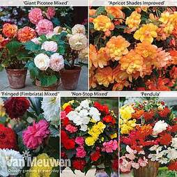 Begonia Collection