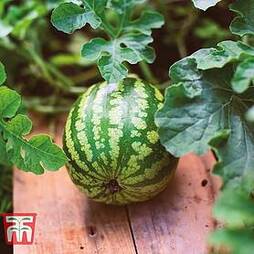 Watermelon 'Mini Love' F1 Hybrid Seeds