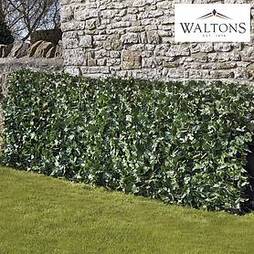 Waltons Artificial Ivy Fence