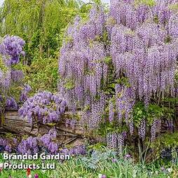 Wisteria floribunda 'Lavender Lace'