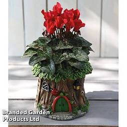 Woodland Ladybird Planter with Cyclamen - Gift