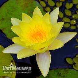 Water Lily (Yellow)