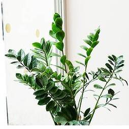 Bonsai Zelkova (House Plant)