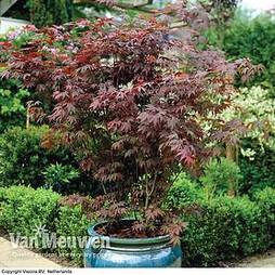 Acer palmatum 'Atropurpureum'