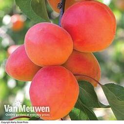 Apricot 'Flavourcot'®