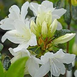 Azalea japonica 'Snow White' (Patio Standard)