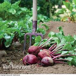 Beetroot 'Action' (Seeds)