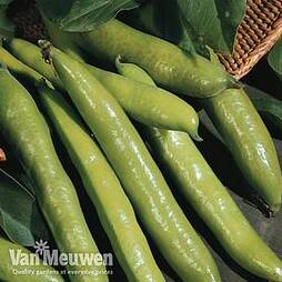 Broad Bean 'Aquadulce Claudia'