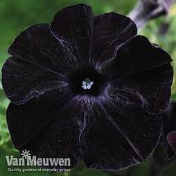 Petunia 'Crazytunia Back to Black'