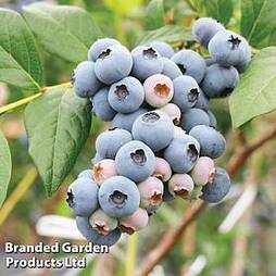 Blueberry 'Powder Blue'