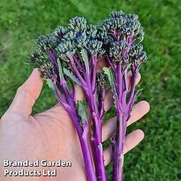 Broccoli 'Purplelicious?
