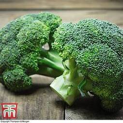 Organic Broccoli 'Green Sprouting' (Calabrese)