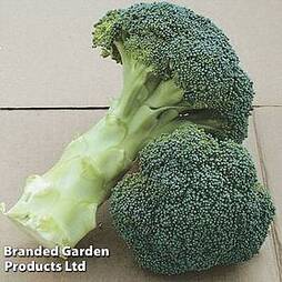 Broccoli (Sprouting) Continuity Collection